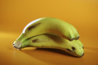 Bananas fruit cluster over orange yellow background