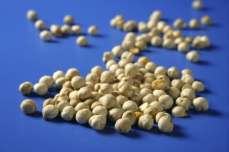 Chickpeas still spread over vivid blue background
