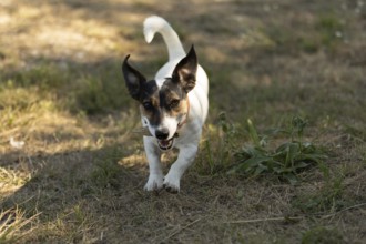 Close-up portrait of a cute happy dog jack russell terrier playing in park outdoors, running
