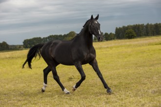 Black warmblood gelding in the meadow, Germany, Europe