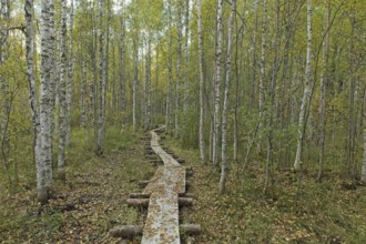 Nature trail with wooden duckboards in autumn forest with leaves on the ground