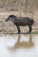 Lowland tapir (Tapirus terrestris), reflection, Pantanal, inland, wetland, UNESCO Biosphere