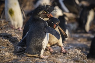 Rockhopper penguins (Eudyptes chrysocome) arguing, Pebble Island, Falkland Islands, Great Britain,