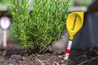 Aromatic and healthy herbs growing in a raised bed in the own garden. Rosemary