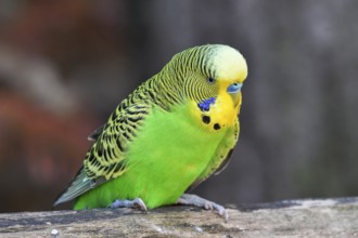 Wild green Budgie (Melopsittacus undulatus), male, sitting on a branch, Origin Australia, captive,