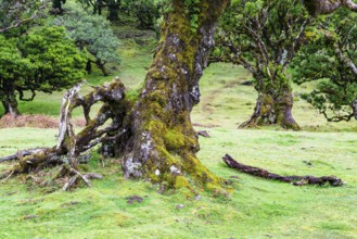 Moss and plant covered ancient laurel trees, Old laurel forest, stinkwood (Ocotea foetens),