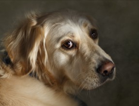 Portrait of a Golden Retriever Dog