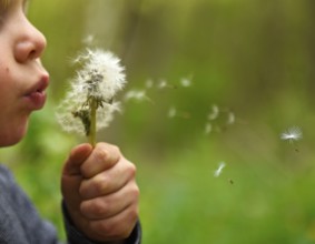 Little boy & dandelion