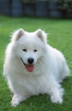 Samoyed