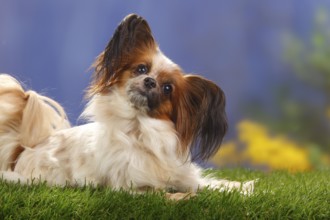 Papillon, butterfly dog, continental dwarf spaniel