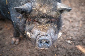 Vietnamese pot-bellied pig (Sus scrofa domesticus) in its territory, Eisenberg, Thuringia, Germany,