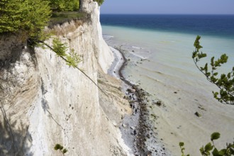 View of the beach below the cliffs and the chalk cliffs, on the high shore path, Jasmund National