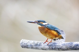 Kingfisher (Alcedo atthis) Germany
