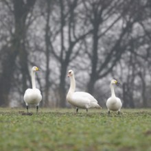 Family reunion... Whooper Swan, Mute Swan, Bewick's Swan (Cignus spec.), rare encounter, three