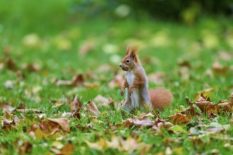 Eurasian squirrel (Sciurus vulgaris), in the middle of an autumn meadow full of leaves with a nut,