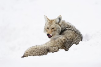 Attentive... Coyote (Canis latrans) in deep winter, lying in the snow, looking around, licking its
