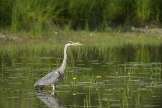 Grey heron (Ardea cinerea), water, hunting, Lower Austria
