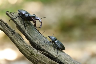 Fascinating stag beetle (Lucanus cervus), insect of the year 2012, June, Saxony, Germany, Europe