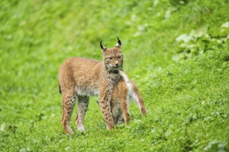 Eurasian lynx (Lynx lynx) mother with her youngster, Austria, Europe