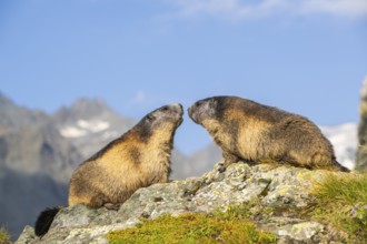 Alpine marmot (Marmota marmota) in autumn, Grossglockner, High Tauern National Park, Austria,