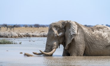 African elephant (Loxodonta africana), adult, standing in water, at a waterhole, Nxai Pan National
