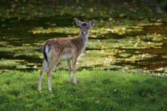 Fallow deer (Dama dama), standing on a green meadow, Germany, Europe