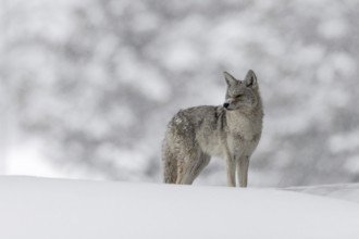 In a winter wonderland... Coyote (Canis latrans) standing on a small hill in heavy snow, looking