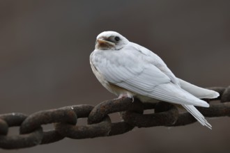 No albino... white barn swallow (Hirundo rustica), conspicuous young bird, leucistic swallow,