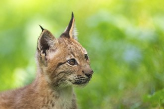 Eurasian lynx (Lynx lynx) youngster, portrait, Bavaria, Germany, Europe