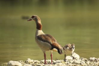 Egyptian goose (Alopochen aegyptiaca) adult and juvenile in a gravel pit, Allgäu, Bavaria, Germany,