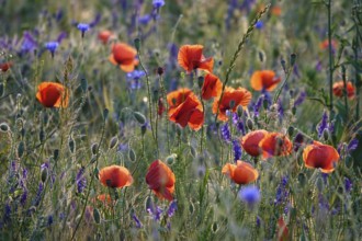 Picturesque beautiful poppies, June, Germany, Europe