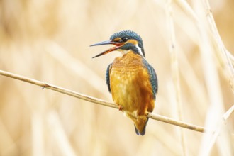 Kingfisher (Alcedo atthis) Germany