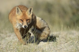 Sly look... Red fox (Vulpes vulpes) hunting, frontal view, sneaking up, North Rhine-Westphalia,