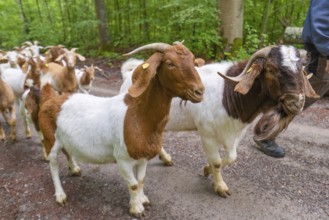 Brown and white goat herd and shepherd walking along a forest path, Gechingen forest pasture,