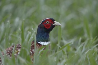 Close up... Hunting pheasant (Phasianus colchicus), pheasant, colourful cock creeps carefully