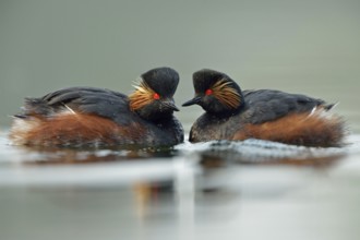 Bright red eyes... Black-necked Grebe (Podiceps nigricollis) in beautiful breeding plumage, summer