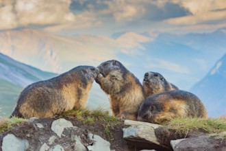 Alpine marmot (Marmota marmota) in autumn, Grossglockner, High Tauern National Park, Austria,