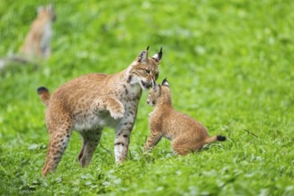 Eurasian lynx (Lynx lynx) youngster on a meadow, Bavaria, Germany, Europe