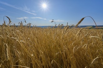 A sunny rye grain field stretches under a steel-blue sky, summer, Wenkheim, Werbach,