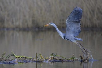 Grey heron (Ardea cinerea), starting from floating roots of water lily with branch in beak, Neckar