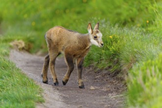 A young fawn on a path between lush, green meadows in spring, chamois, chamois, (Rupicapra