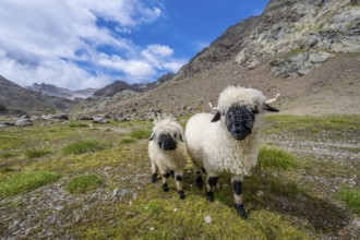 Two Valais Blacknose sheep (Ovis gmelini aries), high alpine mountain valley, Obere Senner Egete,