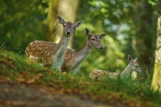 Fallow deer (Dama dama), female, three fallow deer with fawn standing close together, vigilantly
