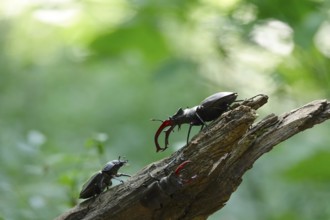 Fascinating stag beetle (Lucanus cervus), insect of the year 2012, June, Saxony, Germany, Europe