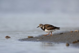 Typical wading bird on the North Sea coast... Ruddy turnstone (Arenaria interpres), male in