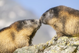 Alpine marmot (Marmota marmota) in autumn, Grossglockner, High Tauern National Park, Austria,
