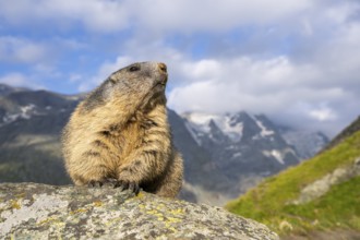 Alpine marmot (Marmota marmota) in autumn, Grossglockner, High Tauern National Park, Austria,