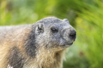 Alpine marmot (Marmota marmota) in autumn, Grossglockner, High Tauern National Park, Austria,
