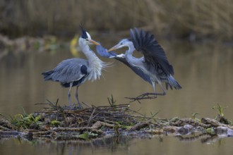 Grey heron (Ardea cinerea), breeding pair building a nest on the floating roots of the water lily,
