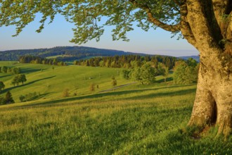 A large tree stands at the edge of a wide green meadow with rolling hills in the background,